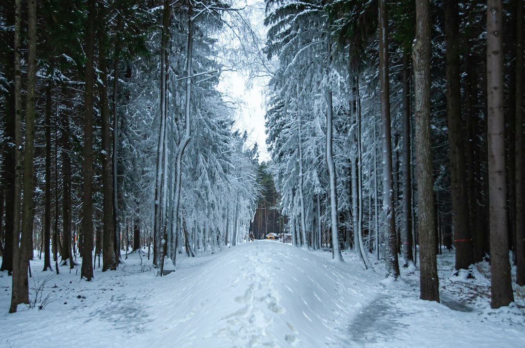 Snow-covered forest trail in winter, illustrating snowmobile and ATV insurance requirements in Quebec